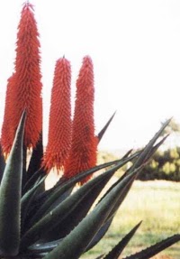 Natural Beauty Care   home of Aloe Ferox Agent in the UK 888914 Image 2