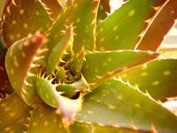 Natural Beauty Care   home of Aloe Ferox Agent in the UK 888914 Image 4