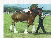 Shire and Carriage Horses 893170 Image 0